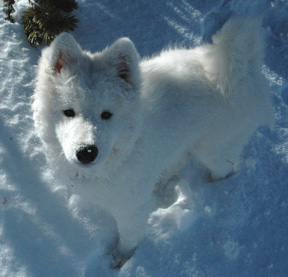 Denali in the snow 4 months old